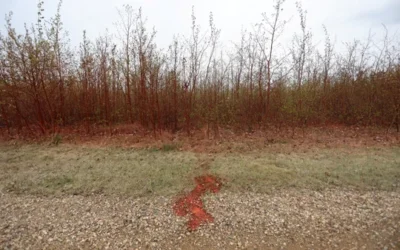 Clima: es probable que El Niño dé paso a La Niña este año