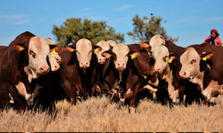Innovación en el control de garrapatas revoluciona la ganadería Argentina