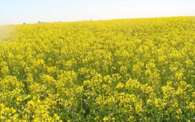 Bunge invierte en cultivos de baja huella de carbono