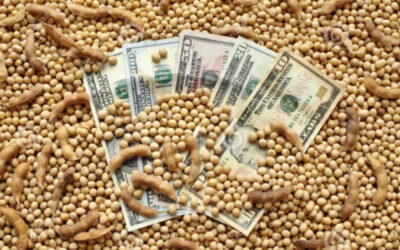 Los números que mira Caputo: ¿cuántos dólares ya ingresó el agro y cuál será el total de 2024?