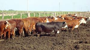 En ganadería, cambio de escenario: Nuevamente el clima se impone y obliga a replantear estrategias