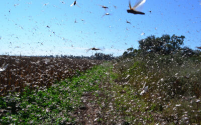 Langostas: Se controlaron más de 900 focos en los primeros cinco meses del año