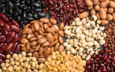 Campaña récord para las legumbres en Argentina