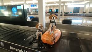 El rol de la Brigada canina, al servicio del cuidado del estatus sanitario argentino