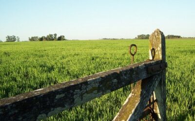 Milei y el campo: 60% de los productores sostiene que el presidente cumplió con sus expectativas