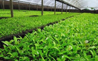 Yerba mate: mejorar la calidad a través de los sustratos