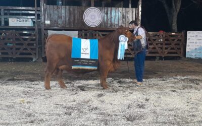 Gran remate Brangus para el cierre de Las Nacionales