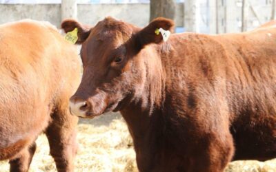 En dos días, Rosgan remata 40.000 animales en Palermo