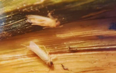 Cómo impactaron las bajas temperaturas y las heladas en la chicharrita