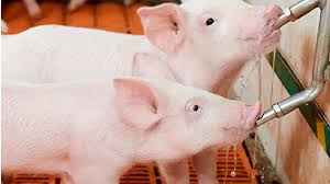 El agua: los pilares fundamentales en la industria porcina