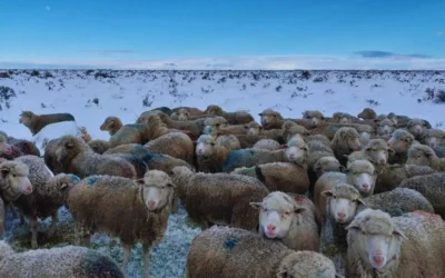 Suplementación de emergencia para el ganado