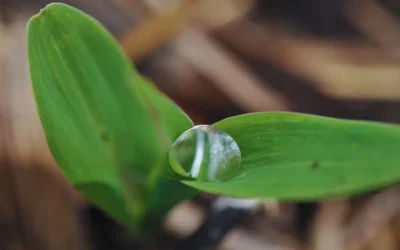 El agua útil es clave para la toma de decisiones agronómicas