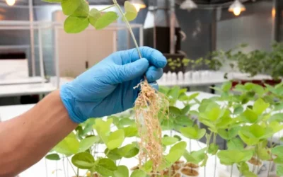 El Gobierno desregula una categoría de insumos agrícolas