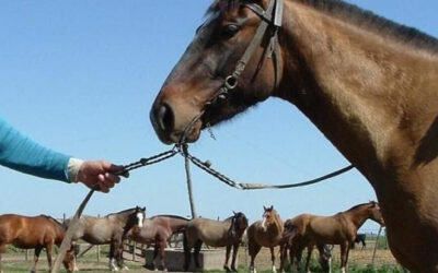 Los frigoríficos que exportan carne equina a Europa proponen generalizar la trazabilidad a todo el rodeo
