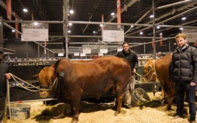 San Ignacio, una nueva raza carnicera desarrollada en la Universidad Católica de Córdoba