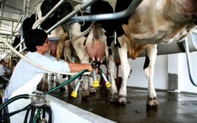 BICE asignó $12.000 millones en Créditos en Litros de Leche a más de 90 productores tamberos
