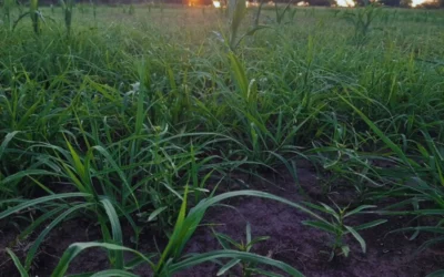 Pautas para el manejo en implantación de pasturas megatérmicas