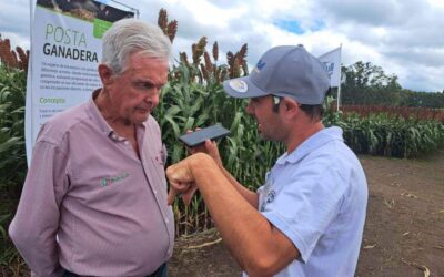 Sorgo: mitos, verdades y desafíos del cultivo que puede ser la estrella de 2024/25