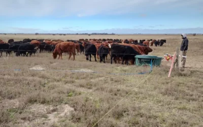 Pastoreo regenerativo: un sistema efectivo en un ambiente difícil