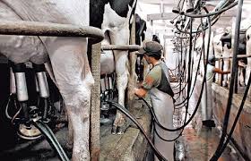 Advierten que por la alta presión fiscal, la informalidad en los tambos llega hasta el 40%