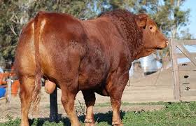 Mercado de reproductores: Aún en un clima de mucha cautela, los toros recuperan terreno con miras al próximo ciclo