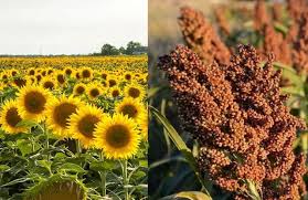 Los precios a cosecha de la nueva campaña condicionan aún más las decisiones de siembra