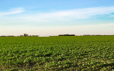 Se inicia la siembra de los primeros lotes de soja de segunda