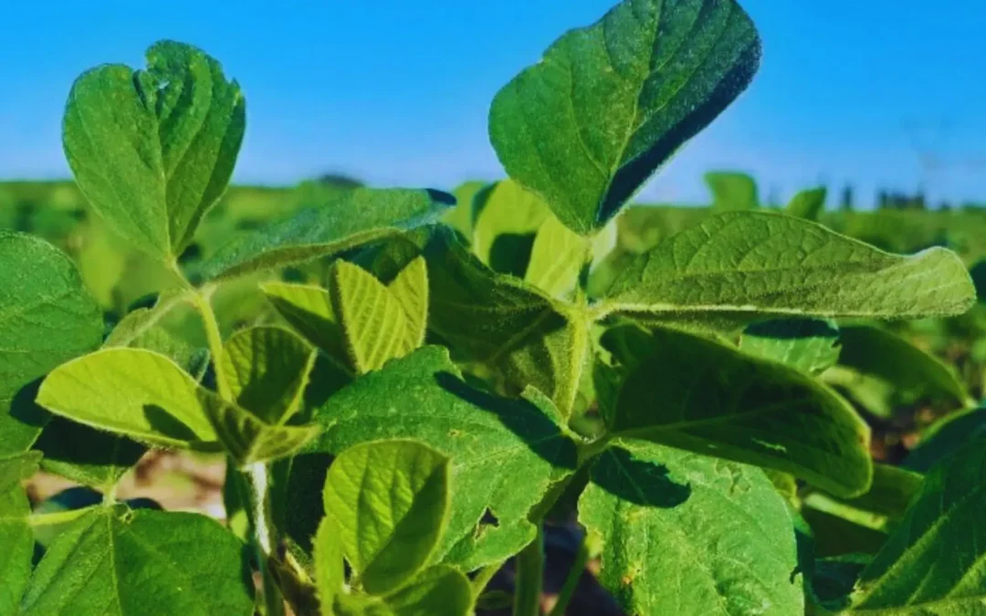 Soja: producciones más sostenibles en el Gran Chaco Argentino