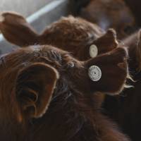 Para potenciar el perfil exportador de la ganadería, el Gobierno anunció el Sistema Nacional de Trazabilidad Electrónica Individual