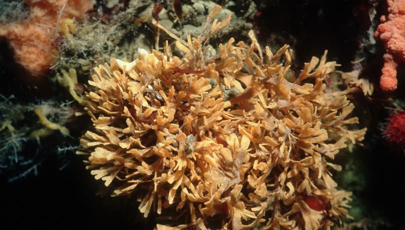 Según un estudio, las olas de calor marinas en las profundidades oceánicas pueden estar infravaloradas