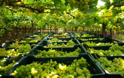 Productores de EE.UU. demandan al USDA por aprobación del Systems Approach para uva chilena