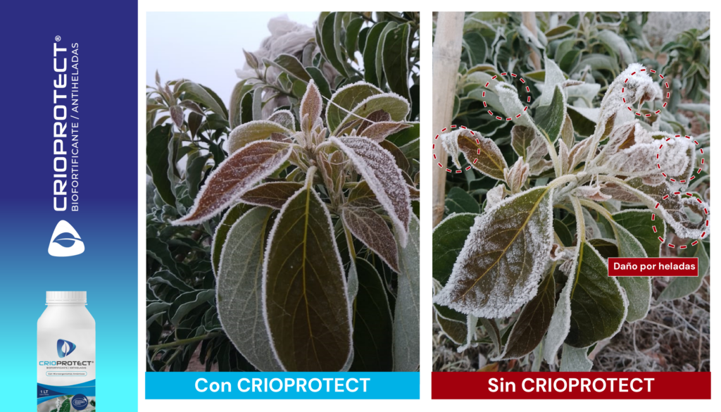 Pewman Innovation: Soluciones biotecnológicas frente al cambio climático en la agricultura