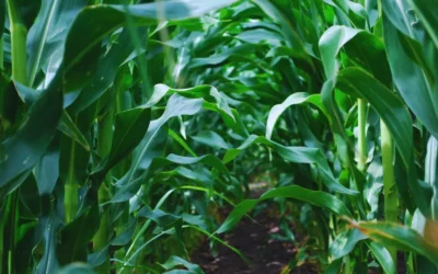 Con el 10% del maíz temprano ya cosechado, los primeros rindes de la región núcleo rondan los 100 qq/ha