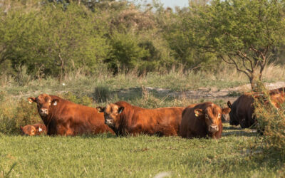 Las empresas ganaderas aumentaron un 86% su nivel de endeudamiento en 2024
