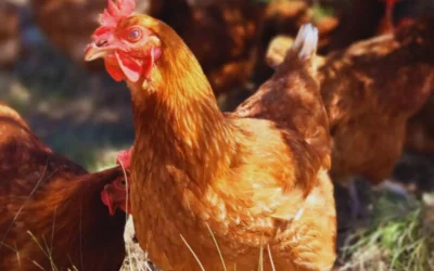 Buenos Aires: Se detectó un caso de influenza aviar en aves de traspatio en Carlos Spegazzini