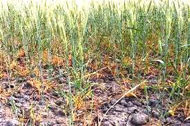 Viento norte, altas temperaturas y sin lluvias fueron implacables con buena parte de los rindes