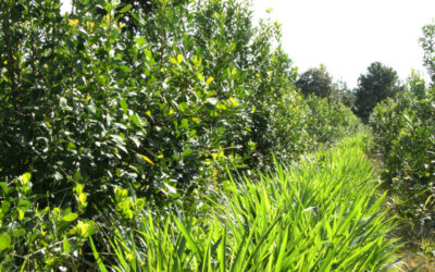 Desarrollan nuevas variedades de yerba mate con mayor rendimiento y adaptación