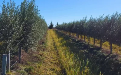 Buenos Aires se fortalece como productor de aceite de oliva de alta calidad