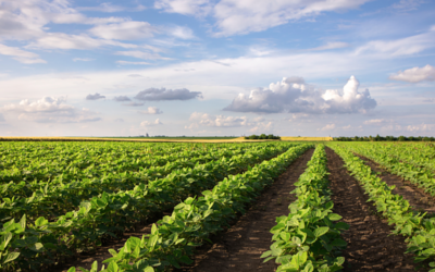 Otorgan crédito gracias a la tecnología de Siloreal y los warrants digitales de Pampa N&G