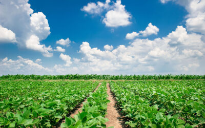 Cómo subdividir un campo y por qué tiene qué hacerlo un matriculado
