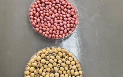 Crece el tratamiento profesional de semillas en soja
