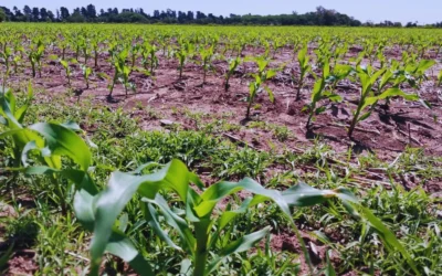 Maíz tardío, una pieza clave del sistema productivo