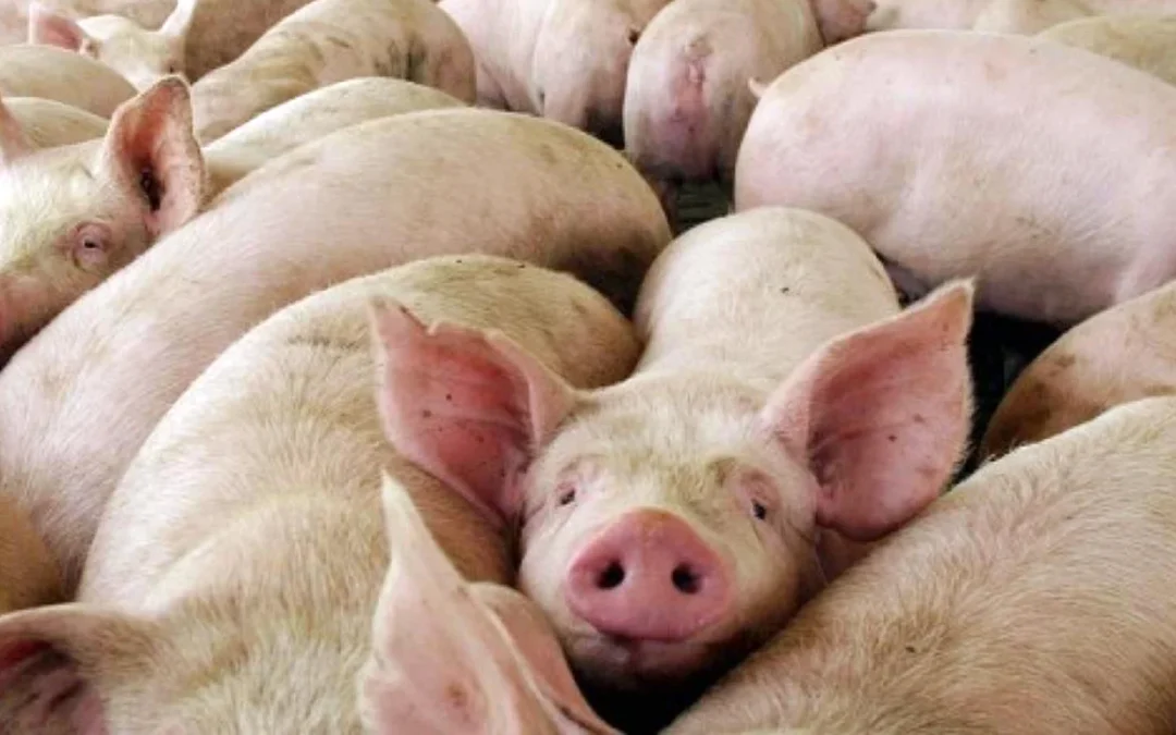 Alarma en Córdoba por brote de triquinosis: hay 41 casos