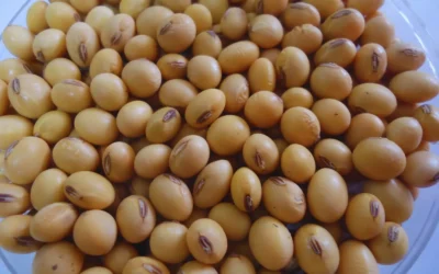 Con una de las mayores cosechas de la historia, la soja hace sentir su presión sobre los precios