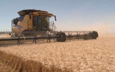 Tendencia y volatilidad de los precios de trigo