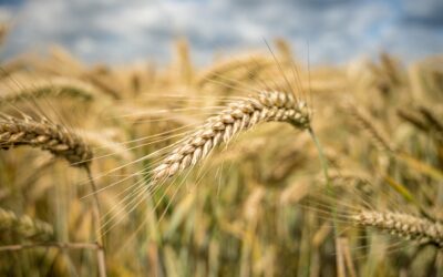 Excelente campaña: Según la Bolsa de Cereales la producción de trigo nacional es de 18,6 millones de toneladas