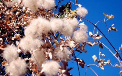 Las exportaciones agroindustriales crecieron un 51% en volumen en lo que va del año.