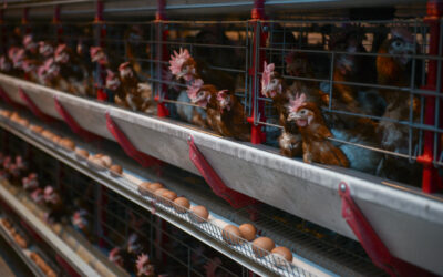Agricultura aprobó 4 nuevas vacunas para aves y una levadura para mejorar la producción de bioetanol