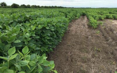 Microorganismos bioentrenados, una solución que mejora el rendimiento de los suelos