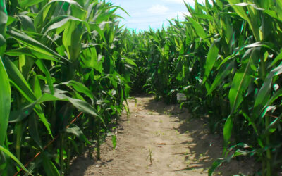 La chicharrita sigue ausente en más del 97% de las principales regiones maiceras